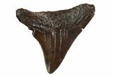Juvenile Megalodon Tooth - Georgia #158827-1